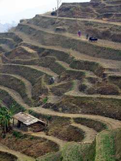 Villagers sow crops like wheat, barley, and mustard on the mountain slopes of the Himalayas in Nepal using traditional farming techniques, such as terracing and labor intensive agriculture. (2009 Jesse R Lewis, Courtesy of Photoshare)