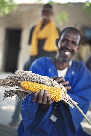 En Asie, en Afrique et en Amérique latine, le remplacement des semences traditionnelles par des semences industrielles « à haut rendement » a vu le jour dans les années 60. Ces semences industrielles vont de pair avec l’utilisation d’intrants chimiques.  (Producteur de maïs et de sorgho au Mali) (Photo : Tineke D’Haese/Oxfam)