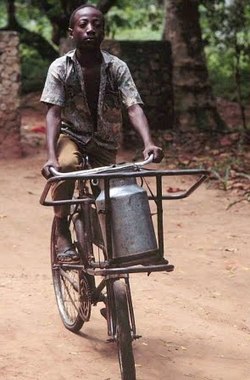 Trayendo leche aun mercado en Kenya.