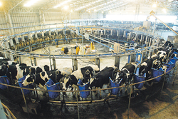 La ferme laitière d’Ancali, appartenant à Carlos Heller, héritier de la fortune de la famille Falabella, l’une des plus riches dynasties du Chili, possédant d’importantes participations dans la distribution, l’immobilier et le transport. La ferme compte 6&nbsp;500 vaches, et produit 7,5 millions de litres de lait par mois. (Photo&nbsp;: El Mercurio)