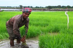  An Indian worker transplants rice on a major commercial agricultural scheme run by an Indian company in the Gambela region of Ethiopia. (Photo: Ben Parker/IRIN)