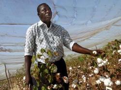 Le coton transgénique n’a pas tenu ses promesses au Burkina Faso. Getty Images/Daniel Pepper