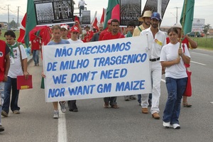 Des paysans et des paysannes au Brésil manifestent contre le maïs OGM et contre les semences “TERMINATOR”. Il s’agit de semences modifiées pour devenir stériles après la première germination, ce qui force les paysans à en acheter à chaque saison. 