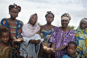 Les paysannes et les paysans maliens diversifient leurs cultures en collaborant les uns avec les autres dans le cadre de réseaux locaux. Ils ont développé de nouvelles variétés et récupéré des variétés anciennes d’oignons, de laitue, ainsi que des variétés autochtones de légumes, en plus de millets et de sorghos locaux. (Photo : Tineke D’Haese/Oxfam)