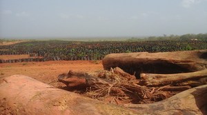 Rubber tree seedlings have replaced food crops. Photo: Eburnie Today