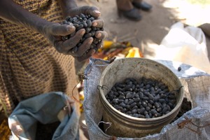 Jatropha has not lived up to its exaggerated promise, but the next generation of biofuels are yet to be developed. (Photo: CIFOR)