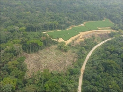 Herakles Farms plans to clear and replace 800 square kilometers of rainforest and agricultural land with mono-culture trees to establish an oil palm plantation on the homelands of the Oroko, Bakossi, and Upper Bayang peoples in the Ndian, Koupé-Manengouba, and Manyu divisions of Cameroon with major impacts on approximately 52,000 Indigenous peoples in 88 villages. Source: Cultural Survival (Photo: Save Wildlife)