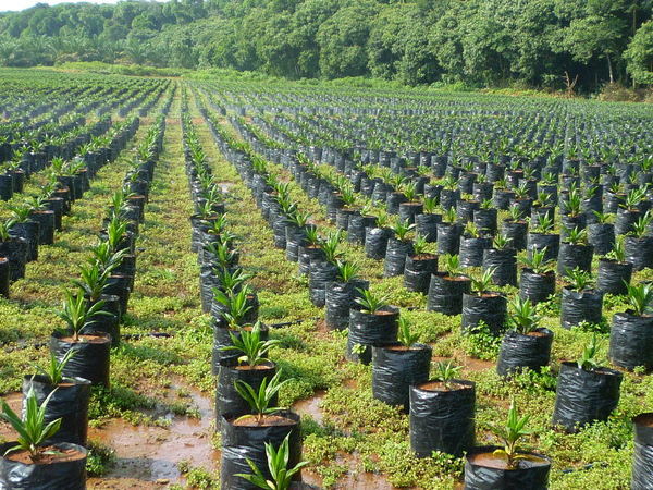 Oil palm seedlings in Malaysia. (Photo: Sophie Gnych)