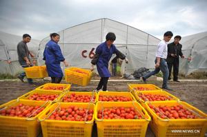 Farmers pack tomatoes in Guandao village, southwest China, during the 2014 spring harvest. Photo: Xinhua/Lu Boan