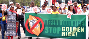 International participants from Asia as well as New Zealand and Australia converged in front of the Department of Agriculture to call on the department to immediately scrap the application for open field test and direct use of Golden Rice in the Philippin