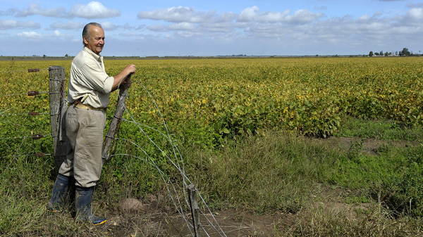 Transgenic soy in Argentina (Photo: Juan Mabromata/AFP)