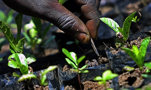 Entretien de plants au Kenya&nbsp;: les futurs prisonniers des lois sur la protection des variétés végétales&nbsp;? (Photo : Tony Karumba/AFP)