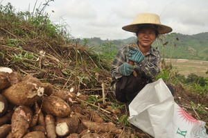 Growing cassava on the banks of the Mekong: Small farms tend to prioritise food production over commodity or export crop production. (Photo: New Mandala)