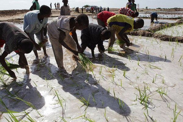 Plantation de riz au Mali&nbsp;: une tendance générale se manifeste à travers les nombreuses initiatives visant à changer les lois foncières&nbsp;: mettre en place des titres qui permettront aux communautés et aux petits propriétaires fonciers de vendre ou de louer