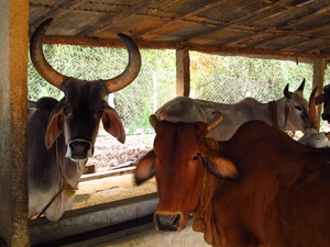 Saheewal & Gir cows: the subcontinent's native breeds are highly productive (Photo: Kelsi Nagy)