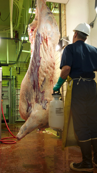 L’une des conditions posées par les USA pour les négociations du TTIP était le droit d’exporter en Europe du bœuf traité à l’acide lactique. Ils ont gagné. (Photo : Academic Abattoir)