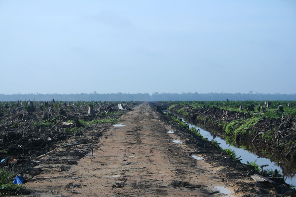 Clear cut to make way for an oil palm plantation in Sumatra, Indonesia. (Photo: H Dragon/Flickr)