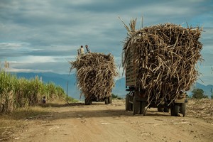 Camions chargés de canne à sucre dans la province de Kampong Speu au Cambodge (Photo : Thomas Cristofoletti)