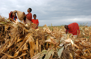 La cosecha de maíz en Narok, Kenya: si todas las instalaciones agrícolas del país tuvieran la misma productividad  que actualmente tienen las fincas campesinas del país, se duplicaría la producción agrícola de Kenya. (Foto: Ami Vitale / FAO)