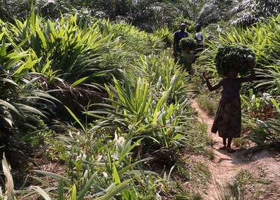 Entwicklungsbankkunde in der Kritik Landrechtskonflikte und undurchsichtige Finanztransaktionen bei kongolesischer Palmölfirma-image