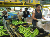 New free trade agreements: normalising the brutality of transnational supply chains -image