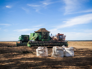 Terres accaparées pour la culture du soja à grande échelle dans une zone voisine de la Ferme Ludmila de TCGA, juillet 2015 (Photo&nbsp;: Vicente Alves).