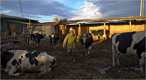 Producteurs laitiers de la province de Hebei. Les producteurs laitiers chinois souffrent des retombées des scandales du lait contaminé et doivent aussi faire face à la baisse des prix et la hausse des coûts de production du lait. (Photo : Nelson Ching/Bloomberg News)