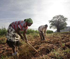 Le mouvement mondial d'accaparement des terres agricoles est loin d'être terminé. (Photo : David White)