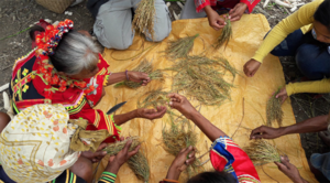 Lumads collecting traditional varieties of rice. (photo: MASIPAG-Mindanao) 