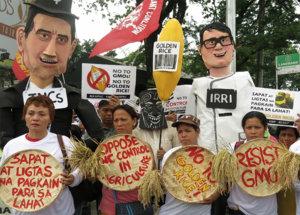 Les paysans s’opposent au riz doré car ils savent que ce riz ne rend aucun service aux agriculteurs ni aux consommateurs, et qu’il s’agit plutôt d’une façon de générer des profits pour les multinationales agrochimiques.