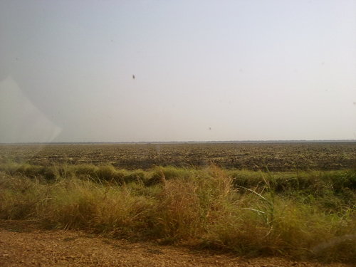 Plowed under for monocultures needing plenty of water. Plantations in Gambella, Ethiopia, where local herds used to graze. Land leased to Indian investor Karuturi. Photo: Anywaa Survival Organisation