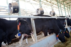 Dina Farms, Égypte (Photo : Ronald de Hommel).