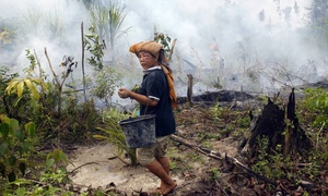 Pour beaucoup, l’IPOP n’est qu’une manière détournée d’accaparer les terres. Au nom de l’investissement responsable, les géants de la culture du palmier à huile accèdent à toujours plus de terres et bloquent cet accès grâce à de nouveaux instruments juridiques. (Photo : Tatan Syuflana/AP)