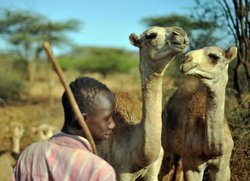 A young herder of the Borana community tends to young camels as their mothers are milked at dawn, in Isiolo, 300 km north of Nairobi, Kenya. Camel milk is collected daily from the area by small-scale collectors and sold by vendors on the streets of Nairobi. Recurrent droughts in recent years have renewed interest in the camel and its resistance to extreme climates (Photo: France 24).