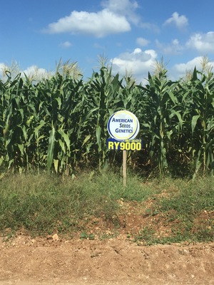 Maïs hybride cultivé à grande échelle dans la péninsule du Yucatan, au Mexique, par des sociétés qui font recours à des agriculteurs mennonites pour le planter et à de grandes quantités de glyphosate.