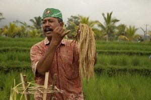 Depuis des millénaires, paysans et paysannes partagent leurs expériences et leurs savoirs en ce qui concernent leurs semences. Ici, un producteur indonésien lors d’une rencontre paysanne internationale en 2011. (Photo : LVC)