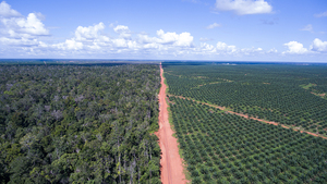 Limite entre la plantation de palmiers à huile PT.BIA de Posco Daewoo et la forêt existante en Papouasie (Indonésie). Photo : Mighty Earth 2016.