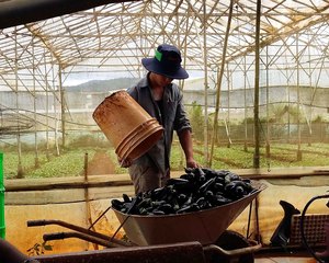 M. Vinh Xuan Toa cultive des légumes sous contrat avec le supermarché Metro à Ho Chi Minh-Ville, dans le cadre d'un projet coordonné par une entreprise membre de Grow Asie, Fresh Studio, et financé par le gouvernement néerlandais.