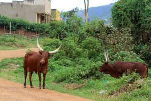 Vaches traditionnelles au bord d’une route au Rwanda. Dans le monde, deux cent mille petits éleveurs font paître leurs bêtes dans des zones souvent inadaptées à la culture. (Photo : Adam Cohn)