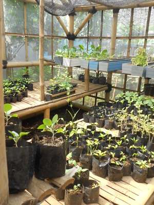 A breeder's greenhouse in East Java. (Photo: GRAIN)