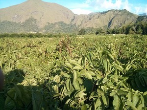 Un champ de pommes de terre Indofood à Sembalun, sur l'île de Lombok, en Indonésie, servant à l'approvisionnement d'une usine de chips.