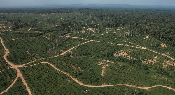 Mighty y Brainforest / Deforestación en la cadena de suministro de Olam. Fuente: http://bit.ly/2qr9rv3