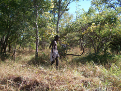 Farmers looking after trees in Nhambita