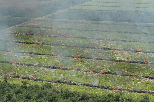 Queima de uma floresta perto de Mariscal Estagarribia, na região de Boquerón, no Paraguai. A agricultura industrial nesta região muito seca está transformando esta vasta floresta em terra macia. (Foto: Amigos da Terra)