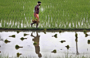 Flooded paddy in Orissa: the average farm size in India roughly halved from 1971 to 2006, doubling the number of farms measuring less than two hectares. (Photo: Biswaranjan Rout/Associated Press)