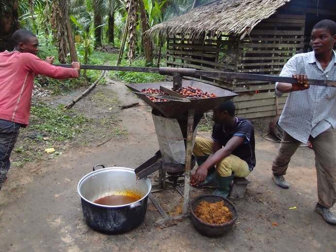 Image result for African oil palm labours