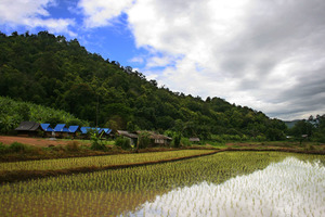 Rice production in Thailand (Photo: Martin-Manuel Beaulne)