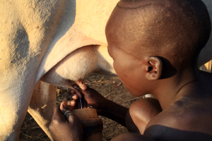 Un niño pastor ordeña una vaca en Etiopía. Los pastores contribuyen un mínimo al cambio climático y sus animales proporcionan muchos usos y beneficios (Foto: Dietmar Temps)
