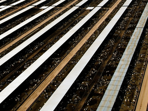 Feedlot in Arizona. Decreasing meat and dairy consumption, especially in North America and Europe, would make a significant impact on the climate. (Photo: Wongaboo)