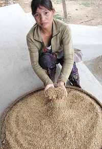 Semences de riz hybride défectueuses : la détresse des paysans vietnamiens-image